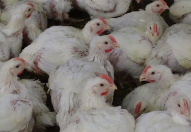 Pluimveesector engageert zich voor verdere antibioticareductie
