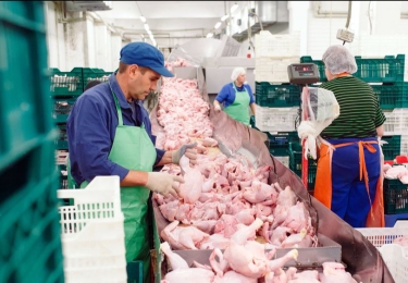 Pluimveevlees zal tegen 2031 bijna de helft van de wereldwijde vleesmarkt vertegenwoordigen
