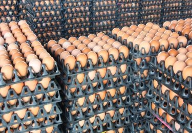 Polen produceert en exporteert minder eieren