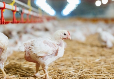 (+) Producenten weigeren tweemaal dezelfde rekening te betalen