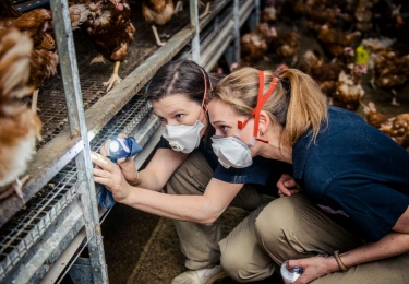 Proefbedrijf Pluimveehouderij zoekt leghennenhouders voor Interreg-project MiteControl