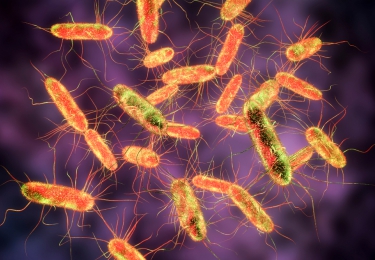 Salmonella-resultaten 2019 gekend, Salmonella Infantis blijft een uitdaging