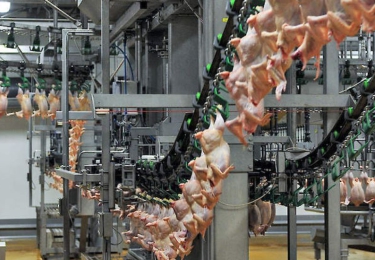 Slachthuizen waarschuwen voor capaciteitsreductie tijdens zomerverlof 