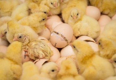 Ter Heerdt eerste Nederlandse broederij met geslachtsbepaling in het ei