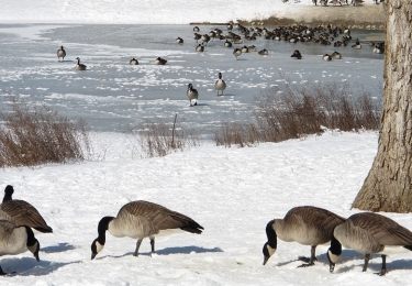 Tot vier keer meer risico op vogelgriep in winterperiode