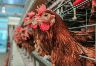 Uitbraak van vogelgriep in Polen nefast voor Europese pluimveesector