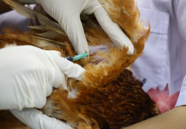 Vaccinatie tegen aviaire influenza niet langer onbespreekbaar