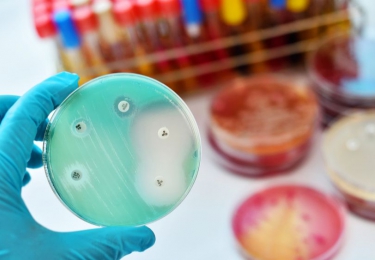 Verbod op kritisch belangrijke antibiotica bij dieren weggestemd