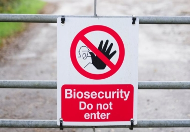 Vermeerderingsbedrijf in Veurne getroffen door vogelgriep - Gunstige eindscreening zones Pelt en Gembloux