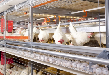 Verrijkte kooi vanaf 31-12-2020 niet langer toegestaan in Nederland