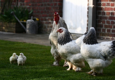 Versoepelde NCD-maatregelen voor hobbyhouders 