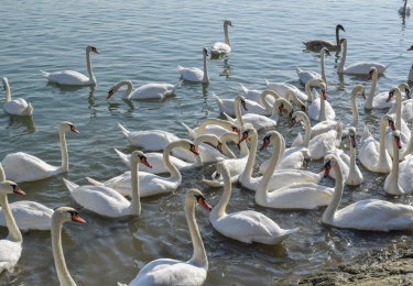 Vervoersverbod na nieuw geval van vogelgriep bij sierwatervogels in Nederland
