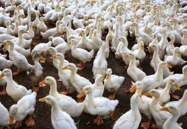 Vogelgriep bij gevaccineerd eendenbedrijf in Frankrijk