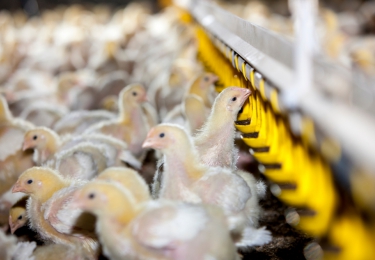 Vogelgriep legt instroom Oekraïnse kip in EU droog