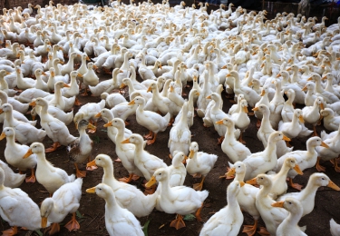 Vogelgriep opgedoken op eendenbedrijf in Lunteren