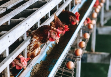 Vogelgriep treft Pools pluimveebedrijf met 1,2 miljoen leghennen