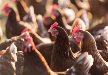 Vogelgriep vastgesteld op legbedrijven in Voorthuizen en Lunteren
