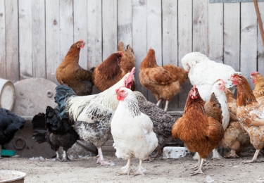 Vogelgriepdreiging blijft: HPAI H5N8 vastgesteld bij hobbyhouder nabij Leipzig