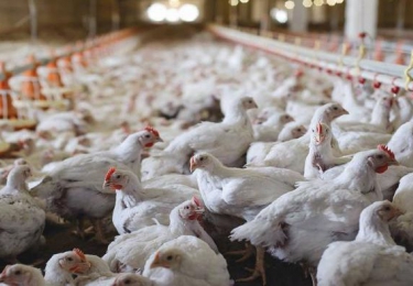 Vogelgriepgolf Polen doet Poolse druk op EU-markt dalen 