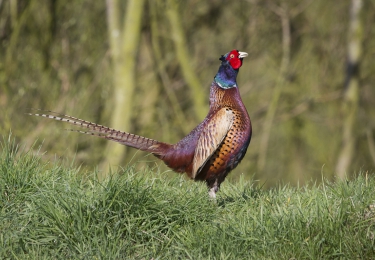 Vogelgriepuitbraak in het Henegouwse Zinnik