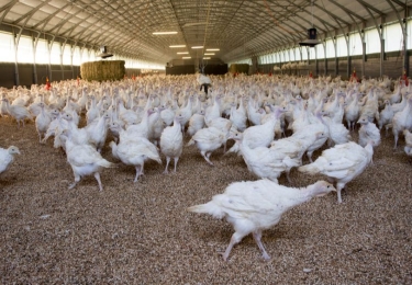 Vogelgriepuitbraak in Houthulst en verstrenging van de preventieve maatregelen