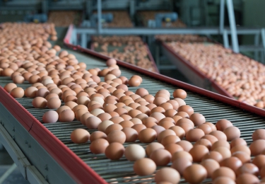 Wereldwijde eierproductie kent fikse toename