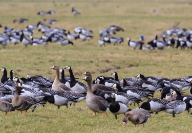 Wilde gans besmet met H5N8 in Oost-Duitsland